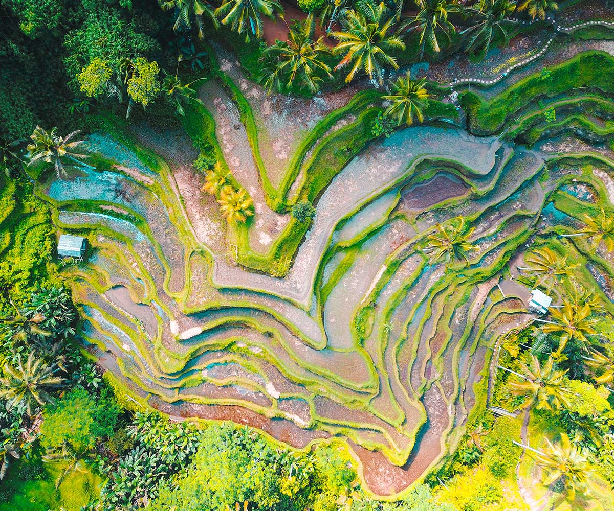 Tegallalang Rice Terraces