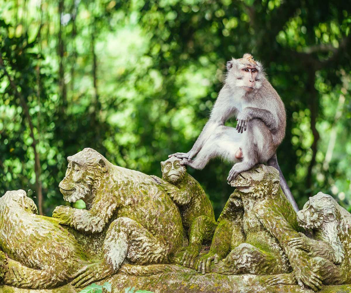 Ubud Monkey Forest